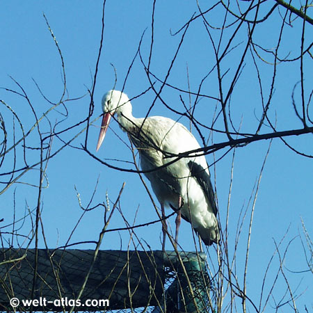 Storch im Westküstenpark,St. Peter-Ording