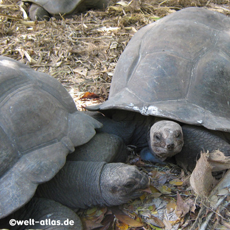 Tortoises L'Union Estate La Digue, Seychelles