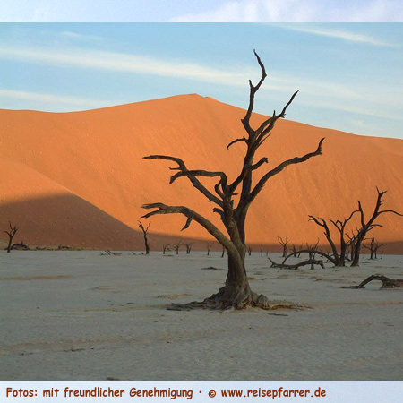 Die Dünen von Sossusvlei gehören zu den höchsten Dünen der Welt, Höhe bis ca. 300m. Foto:© www.reisepfarrer.de