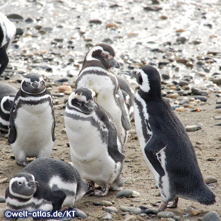 Magellan-Pinguine am Seno Otway