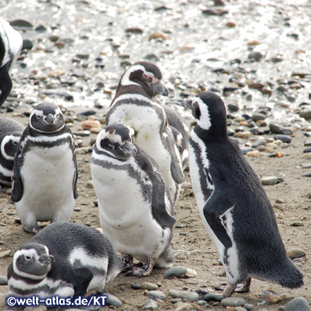 Magellanic Penguins at Seno Otway