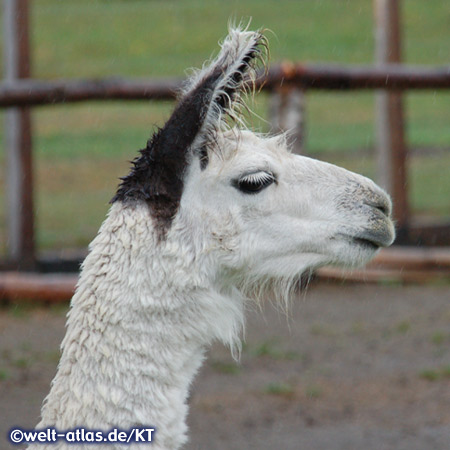 Auffällig bei den Lamas ist immer die stolze Kopfhaltung dieser perfekten Lasttiere, es gehört zur Familie der Kamele