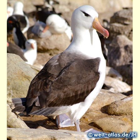 Albatros, Falklandinseln