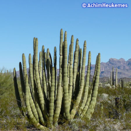 Gigantischer Kaktus, Arizona –Extremsportler Achim Heukemes  unterwegs...