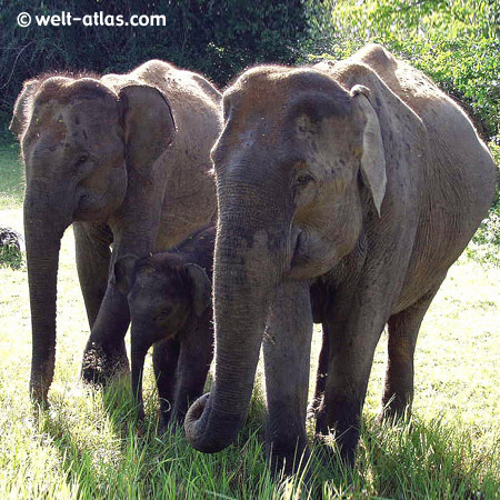 3 Elefanten im Yala-Nationalpark,Sri Lanka, Südostküste