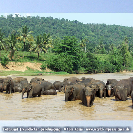 elephant bath, Pinnawela Sri Lanka