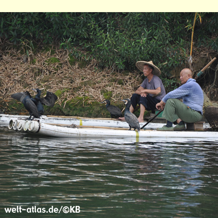 Am Li-Fluss bei Guilin wird auch heute noch der traditionelle Fischfang mit Kormoranen betrieben