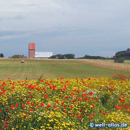 Sommertag in Keitum auf der Insel Sylt, im Hintergrund die Kirche St. Severin