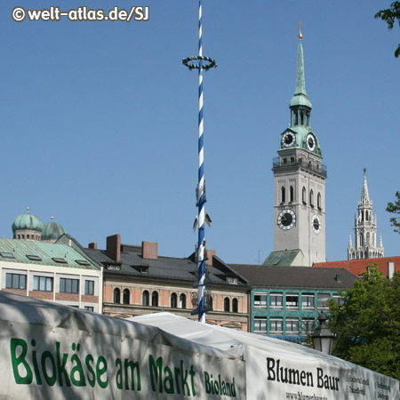 Maibaum auf dem Viktualienmarkt, im Hintergrund die Türme von Peterskirche und Neuem Rathaus