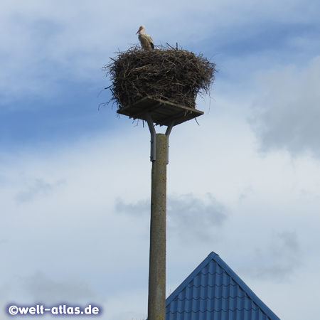 High above the rooftops of the village Bergenhusen a White Stork sits on the nest