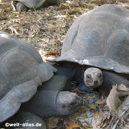 Tortoises at L'Union Estate, La Digue, Seychelles