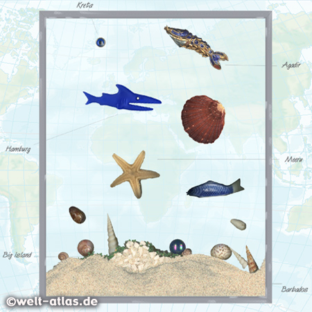 Frame with shells and sand from different beaches round the world