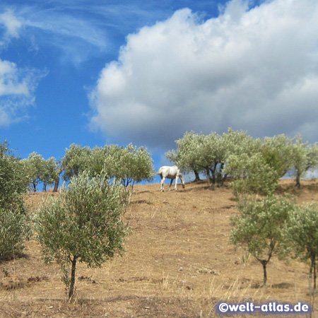 Sardische Landschaft mit Sommerhimmel über Olivenbäumen