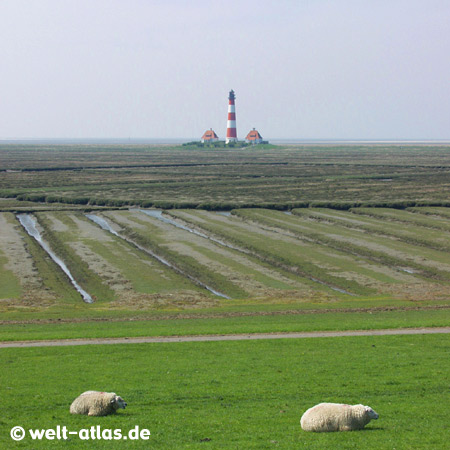 Westerhever Leuchtturm mit SchafenPosition: 54° 22,5′ N / 08° 38,5′ E