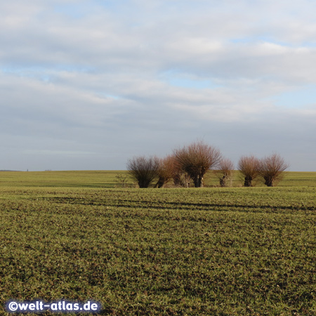 Willows in a field, Poel Island