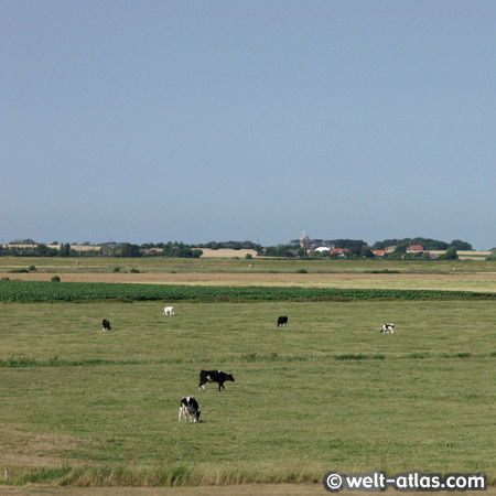 Landschaft, Weiden, Kühe, südl. Jütland, Dänemark