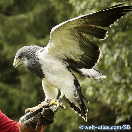Die Greifvogelstation Hellenthal in der Eifel ist eine der größten und ältesten Greifvogelstationen in Europa