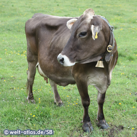 Cow in the Tannheim Valley