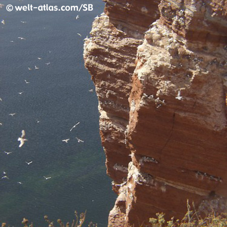 Heligoland - a paradise for sea birds