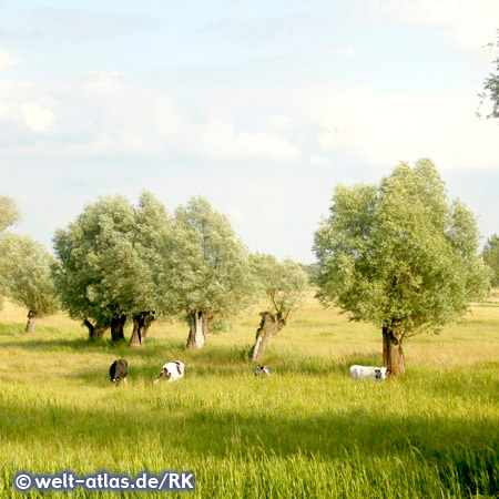 Countryside at the River Havel, Germany