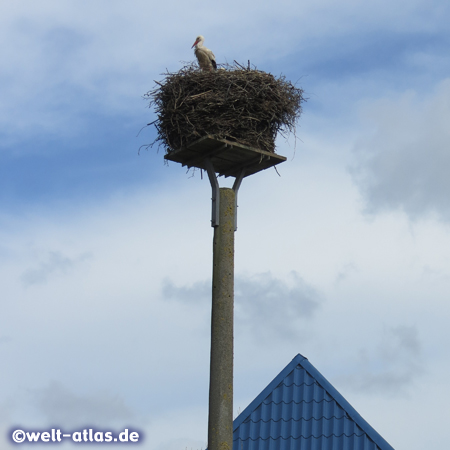 High above the rooftops of the village Bergenhusen the White Storks sit on their nests