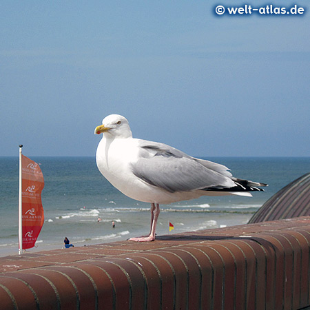 Gull at the beach promenade, Westerland, Sylt Island