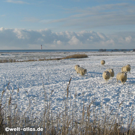 Sheep at Westerhever Lighthouse in WinterPosition: 54° 22,5′ N / 08° 38,5′ E 