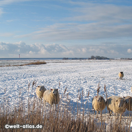 Sonniger Wintertag am Westerhever Leuchtturm, Schafe im Schee, WesterheversandPosition: 54° 22,5′ N / 08° 38,5′ E 