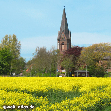 Rapsfeld bei Welt auf Eiderstedt, eine Farborgie in Gelb, dahinter die Kirche St. Michael zu Welt, „Sommerkirche Welt“