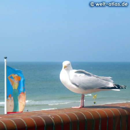Gull at the beach promenade, Westerland, Sylt