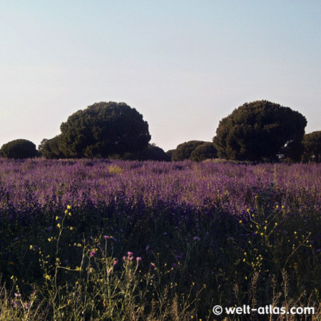 Landschaft bei Chiclana, Novo Sancti Petri, blühende Felder