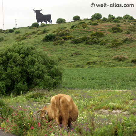 "El Toro de Osborne"