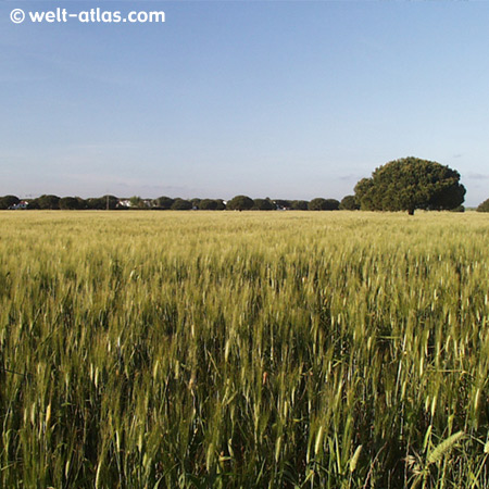 Landschaft bei Chiclana, Novo Sancti Petri