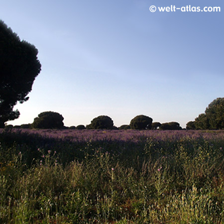 Landschaft bei Chiclana, Novo Sancti Petri