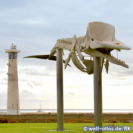 Whale skeleton with Lighthouse