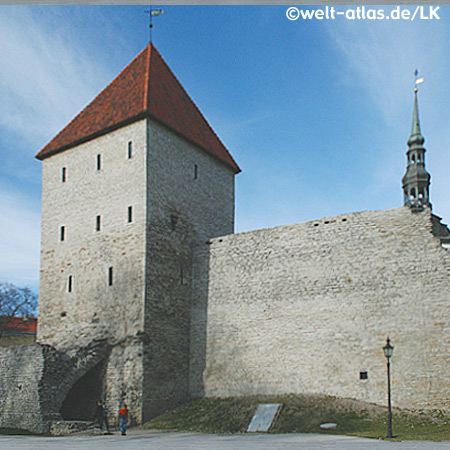 Stadtmauer in Tallinn, dahinter der Turm der St. Nicholas Kirche