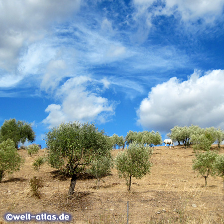 Sardinian landscape with olive trees under a summer sky