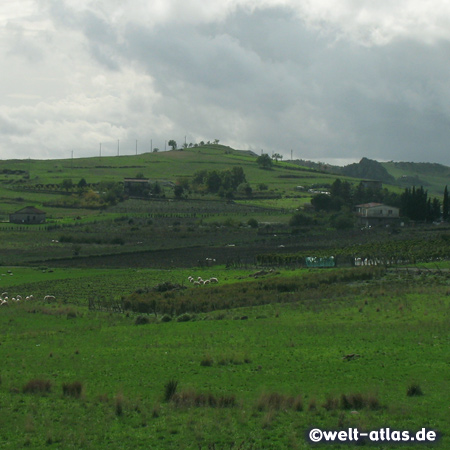 Grazing sheep in the regions around the Mount Etna