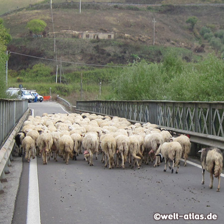 Schafe auf ihrem Weg über eine Brücke und die Autos warten
