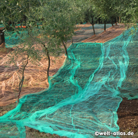 Netze unter Olivenbäumen kurz vor der Ernte