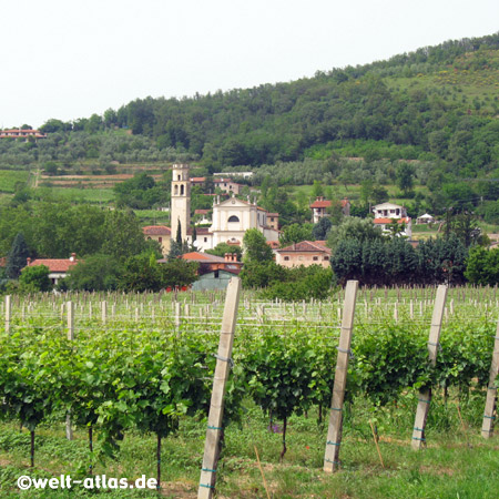 Fontanafredda in den EuganeischenHügeln, Weinstöcke, Veneto