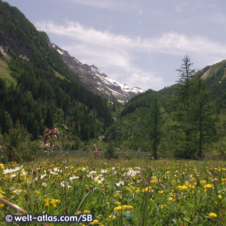 Flowers at Lac de Derborence, mountain lake in Valais
