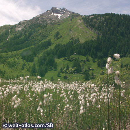 Meadow full of flowers at Lac de Derborence, mountain lake in Valais