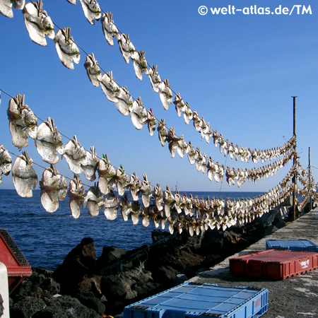 Stockfisch im Fischerdorf Orzola auf Lanzarote, Kanarische Inseln