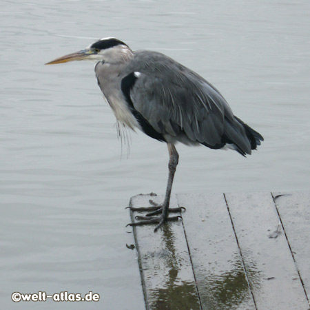 heron at Volendam