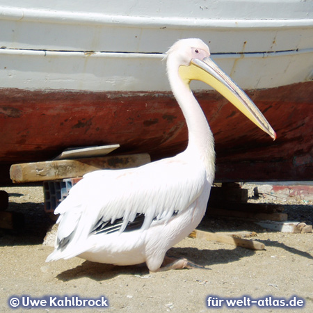 Pelikan auf der Insel Mykonos, gilt als Maskottchen der Stadt – Foto:© Uwe Kahlbrock