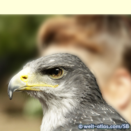 Eagle, Greifvogelstation Hellenthal 