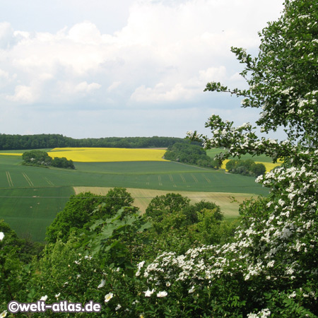 Rapsfeld im Mai bei OsterburkenBaden-Württemberg, Deutschland