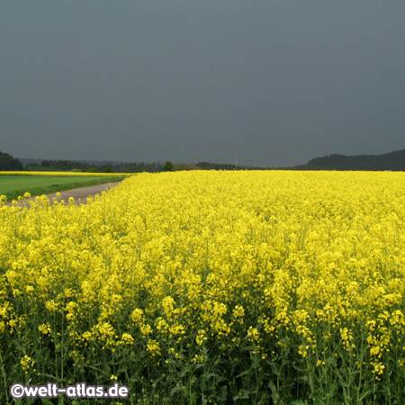 Rapsfeld bei RottweilBaden-Württemberg, Deutschland