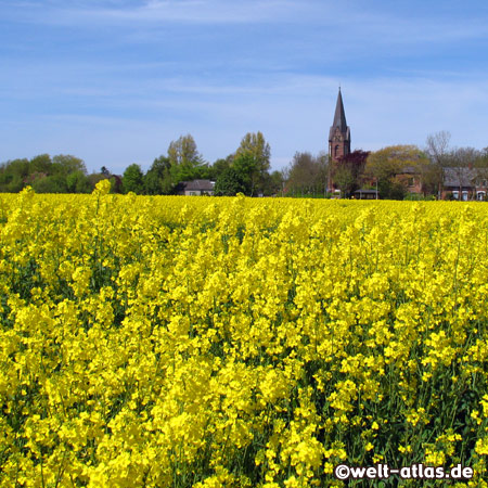 Wunderschönes Rapsfeld bei Welt auf Eiderstedt, eine Farborgie in Gelb, dahinter die Kirche St. Michael zu Welt